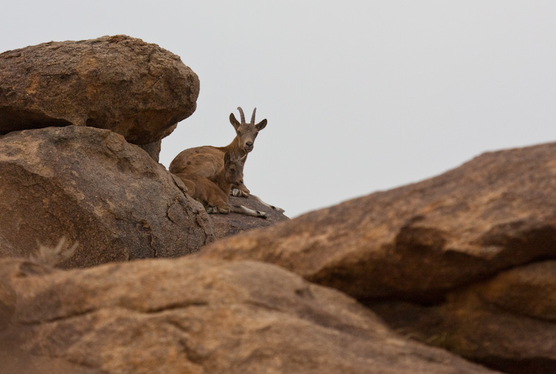 Siberian Ibex